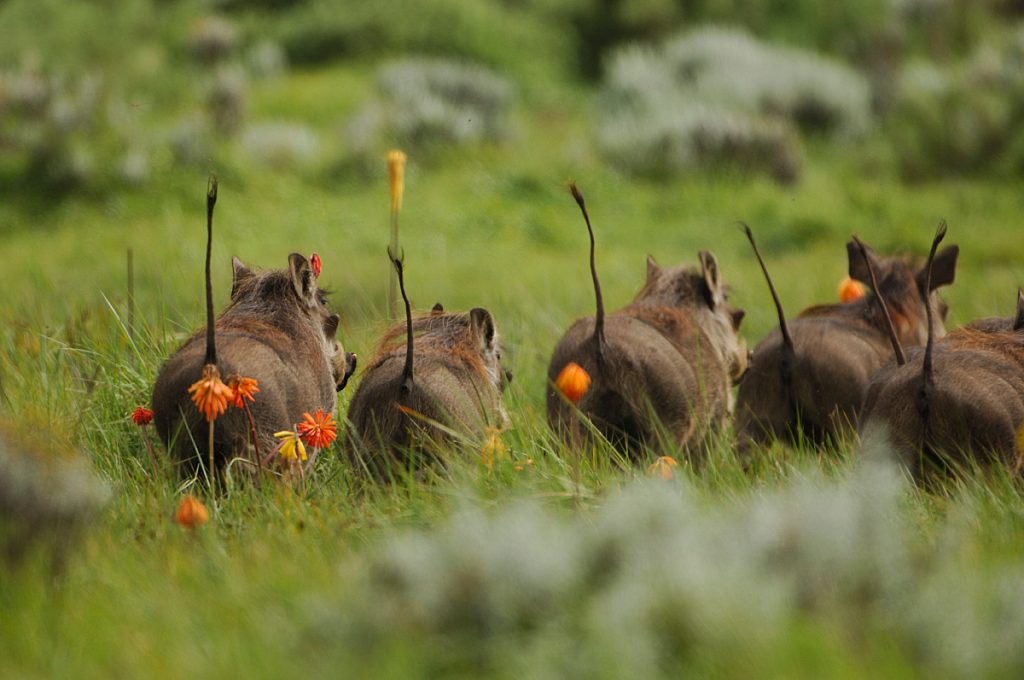 Cultural tour in Ethiopia with professional guide Travelers exploring Simien Mountains landscape Safari tour experience in Ethiopia Historical tour site in Lalibela Omo Valley cultural village visit