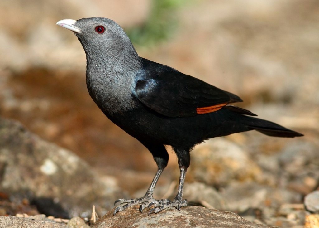 White-Billed Starling