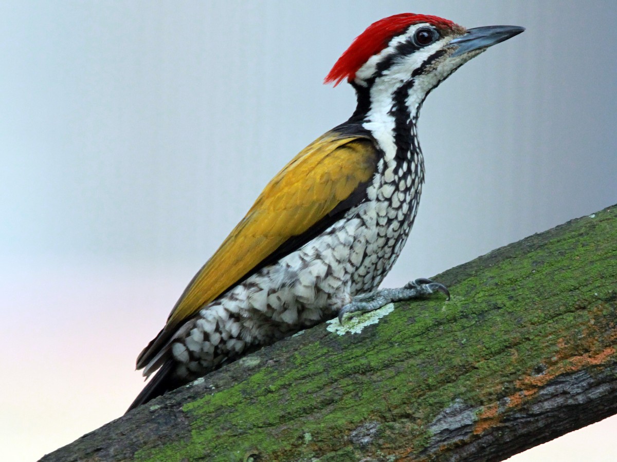 Golden-Backed Woodpecker