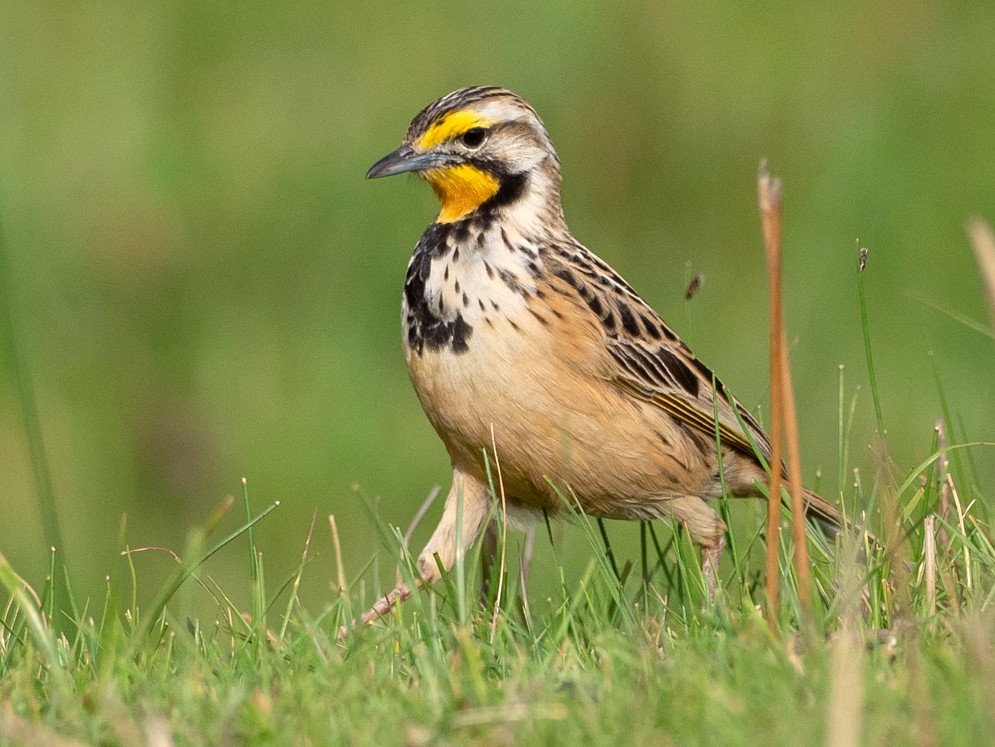Abyssinian Long Claw