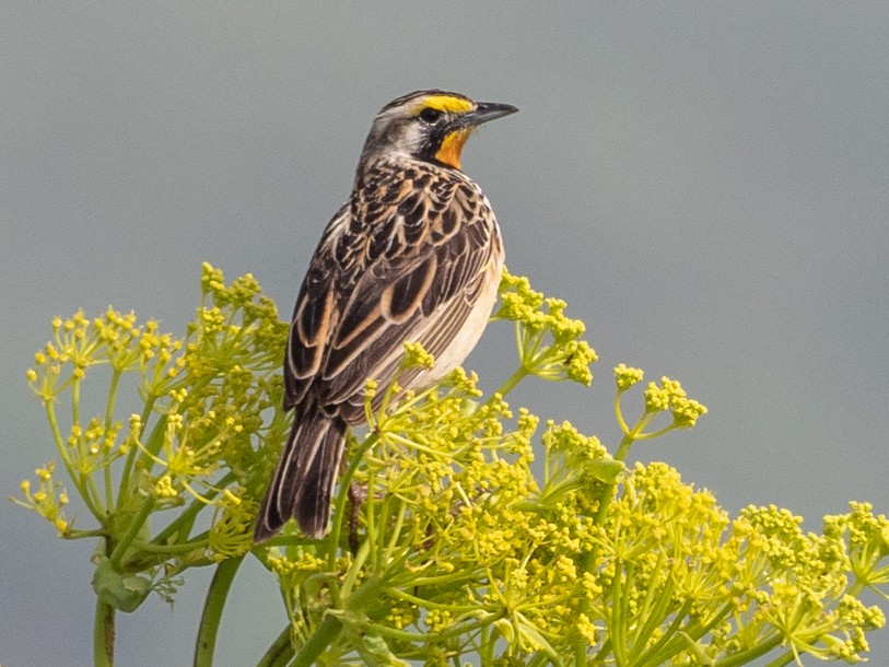 Ethiopia birdwatching tour in Rift Valley
Birdwatching at Abijata-Shalla National Park
Wondo Genet tropical forest birding
Lake Langano birdwatching Ethiopia
Ethiopia wildlife photography tour
