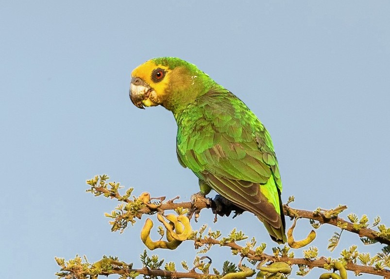 Yellow Fronted Parrot