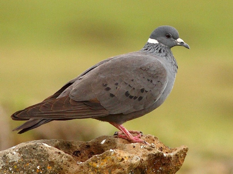 White Collared Pigeon