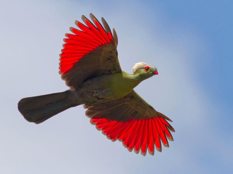 Ethiopia birdwatching safari Rift Valley lakes
Bale Mountains endemic bird species Ethiopia
Awash National Park wildlife birds Ethiopia
Blue Nile Gorge scenic bird photography Ethiopia
Debre Libanos Gelada baboons Ethiopia