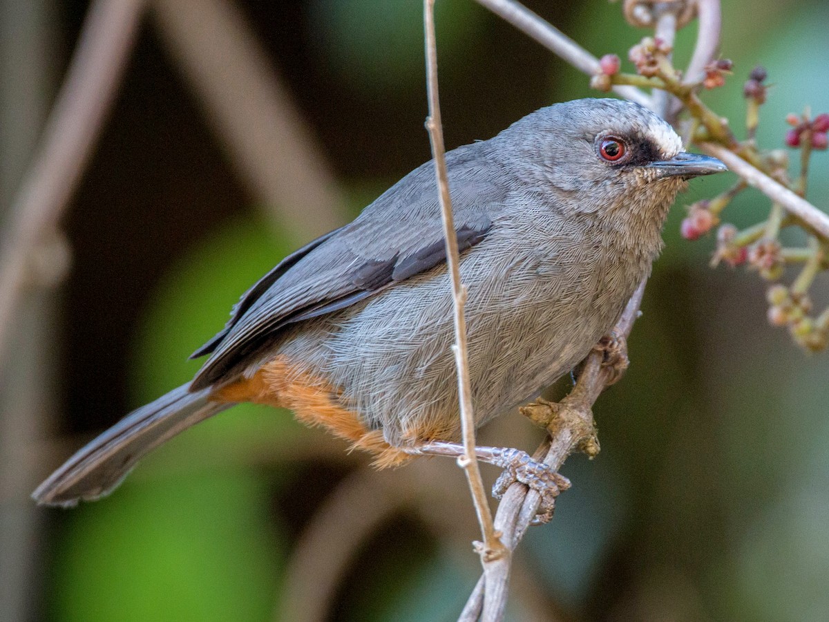 Abyssinian Catbird