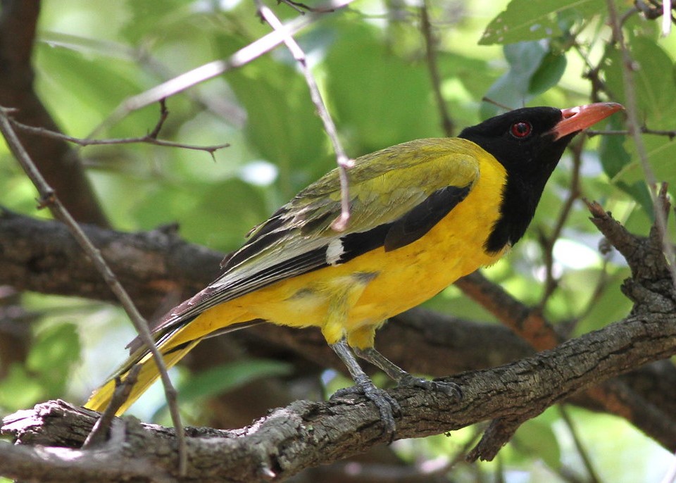Black Headed Forest Oriole