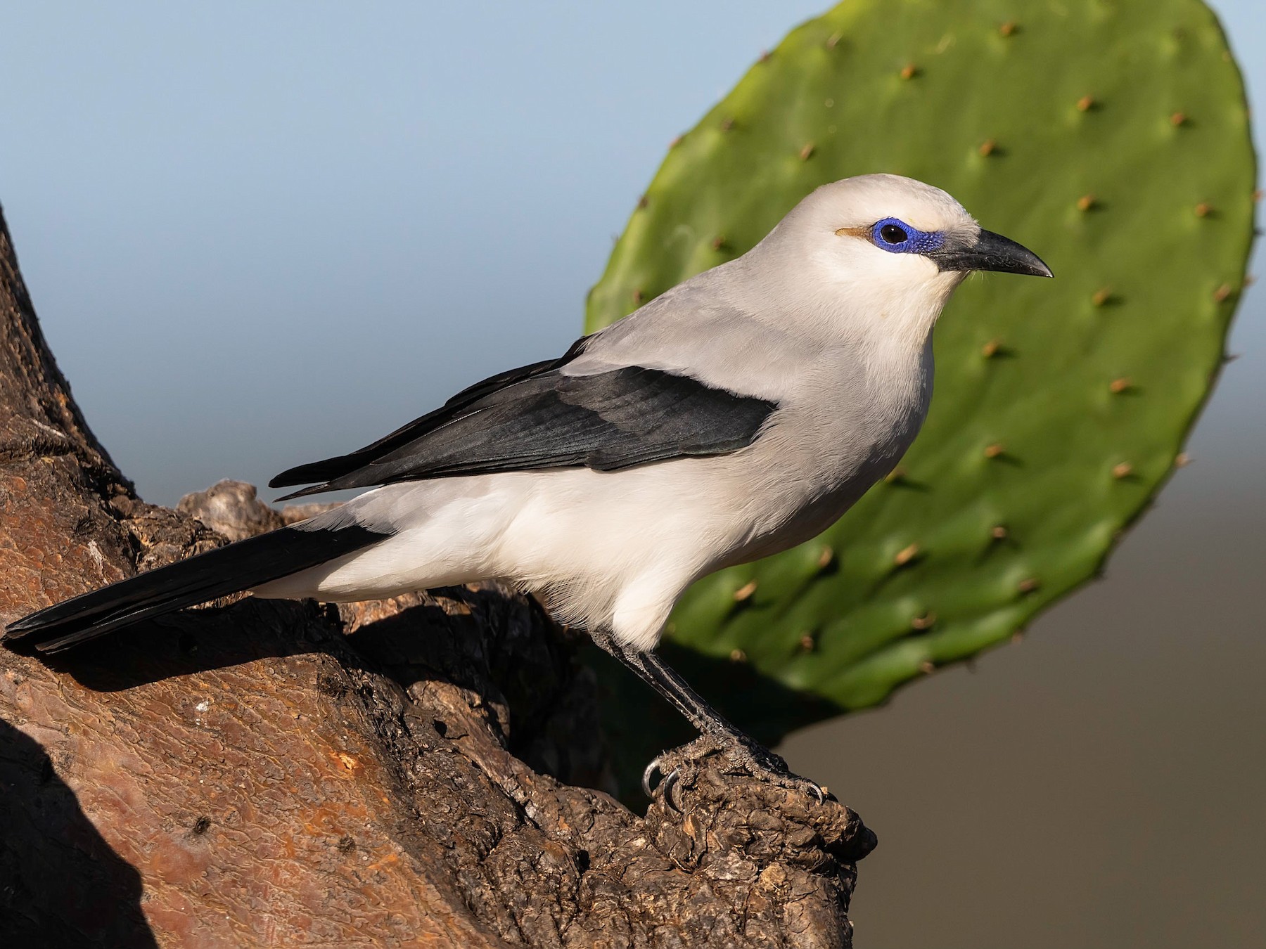 Bird Watching Adventure