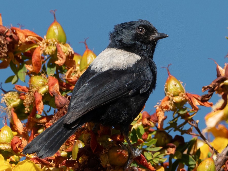 White-Backed Black Tit