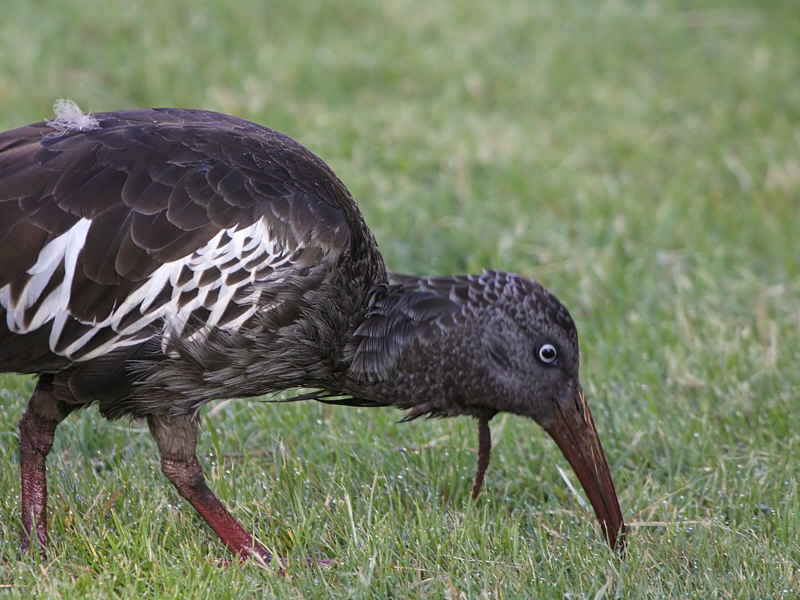 Wattled Ibis