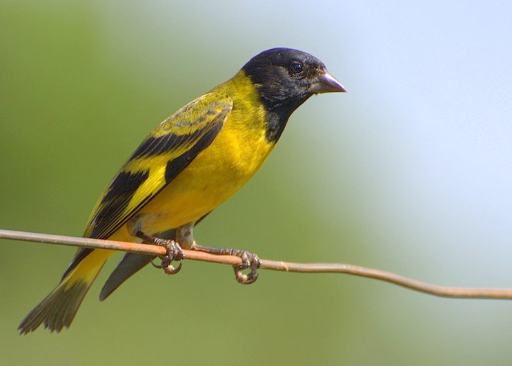 Black Headed Siskin
