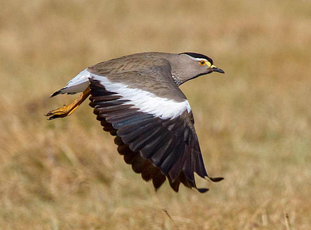 Spot Breasted Plover