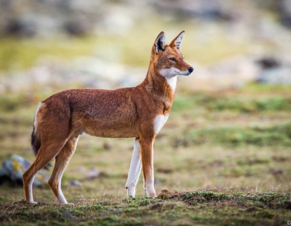 Bale Mountains Tour | Ethiopia’s Hidden Nature Paradise