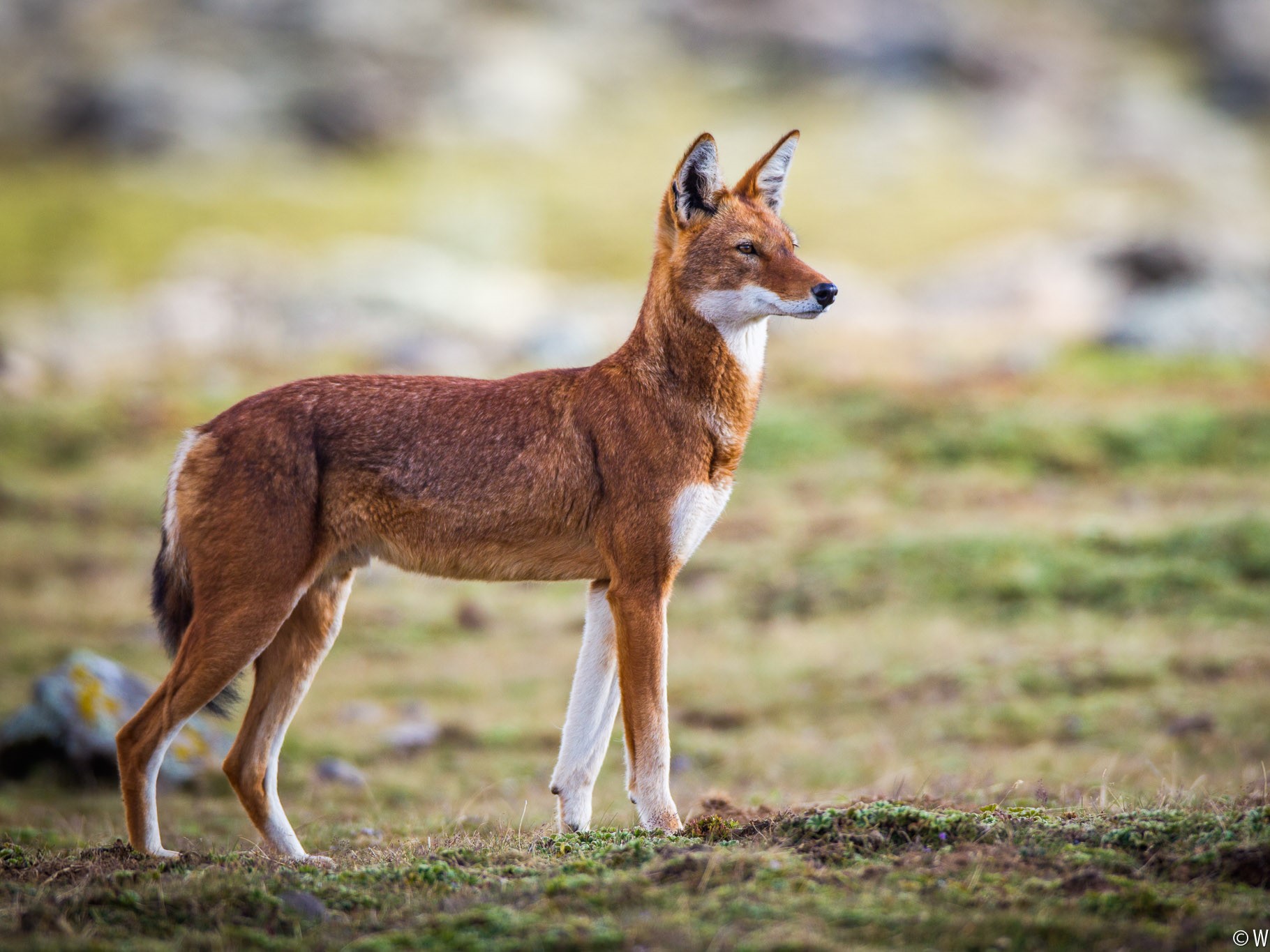 Bale Mountains