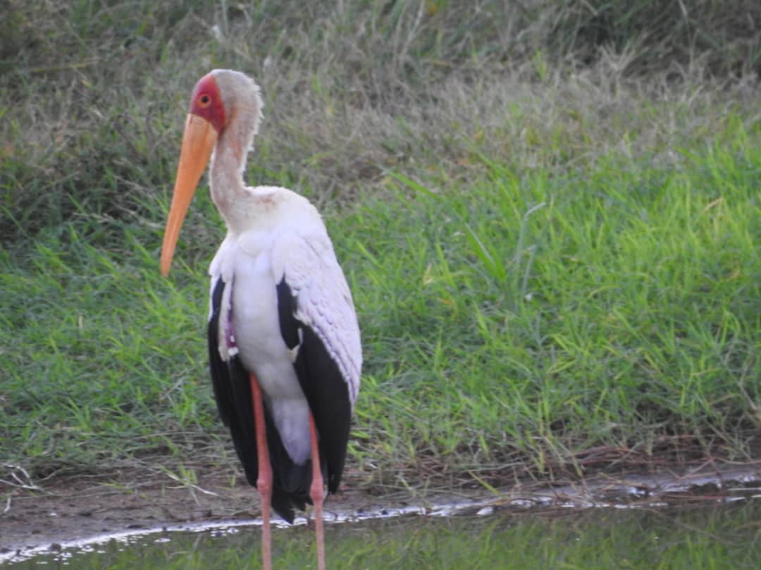 Ethiopia Birdwatching Safari | 12-Day Wildlife Photography Tour