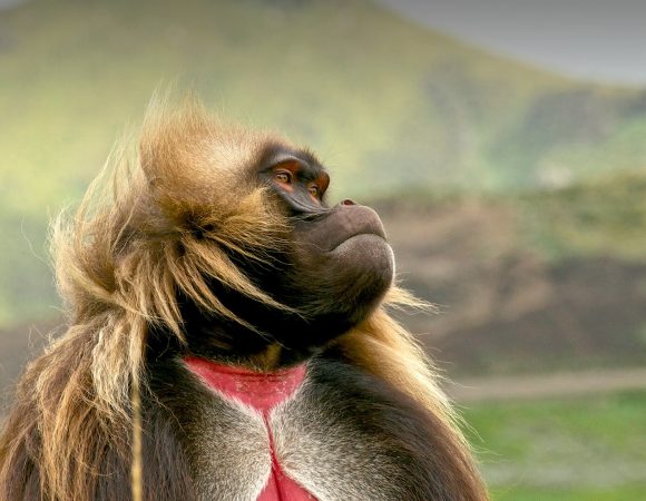 Simien Mountains tour | Ethiopia’s Roof of Africa Trekking