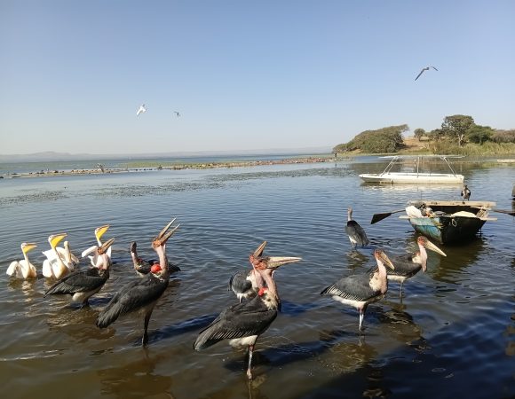 Rift Valley getaway | 3-Day Weekend Escape from Addis Ababa