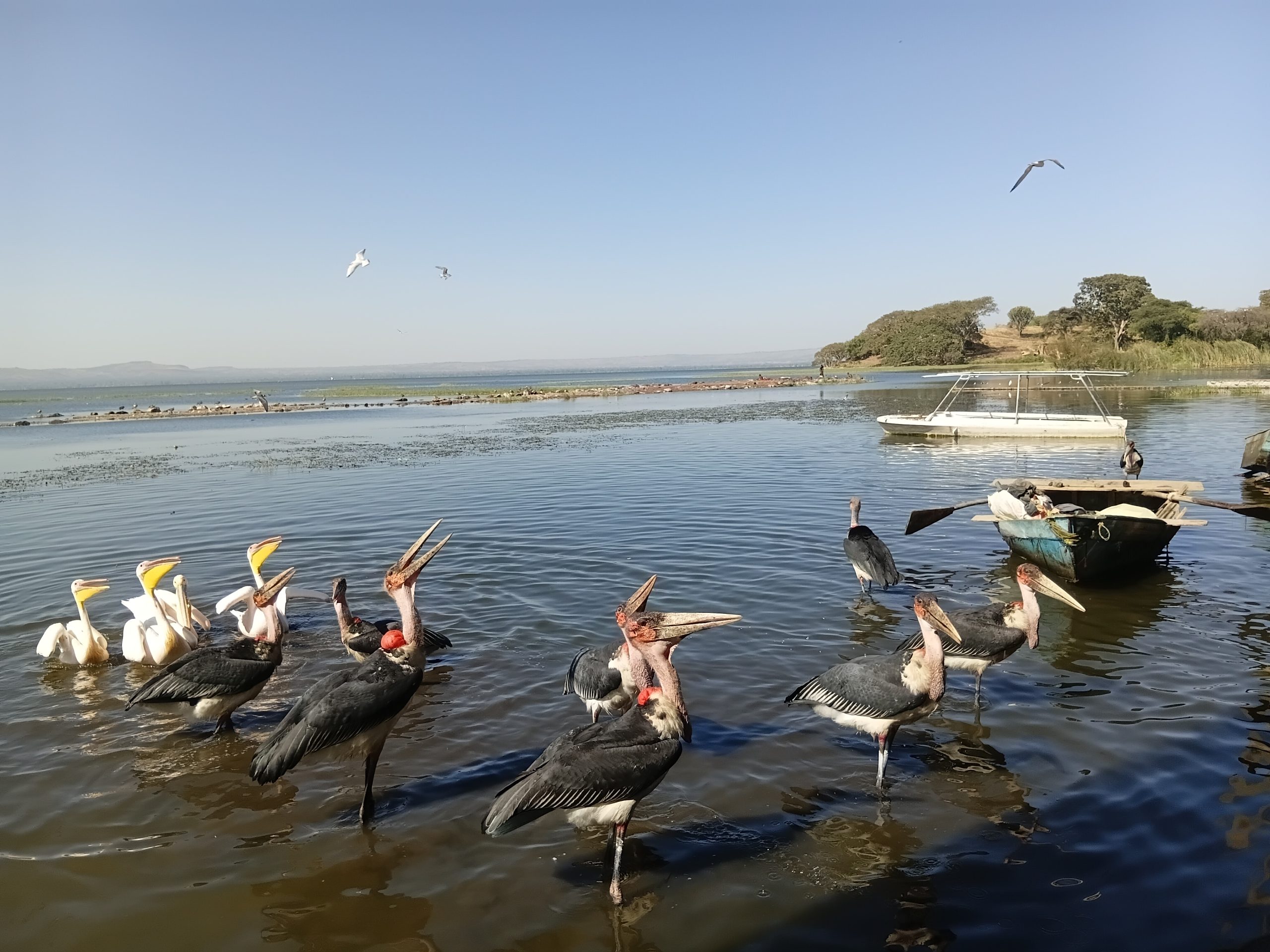 Rift Valley getaway Lake Langano Ethiopia
Rift Valley getaway Hawassa boat cruise
Rift Valley getaway Abijatta-Shalla flamingos
Rift Valley getaway Lake Ziway birdwatching
Rift Valley getaway Ethiopia lakes tour