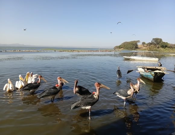 Ethiopian Wildlife Tour | Birdwatching & Safari Adventures