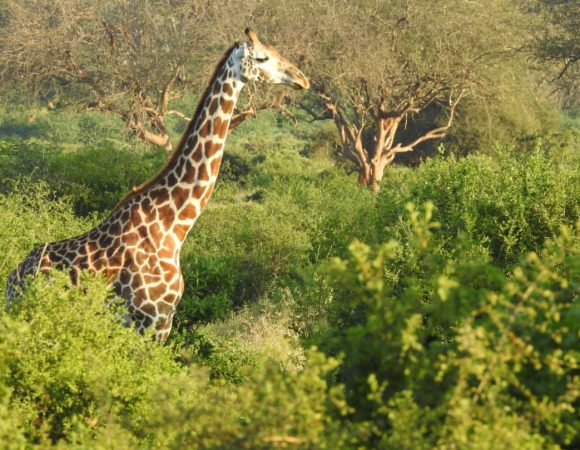 Ethiopia Kenya Tour – East Africa Safari & Cultural Adventure