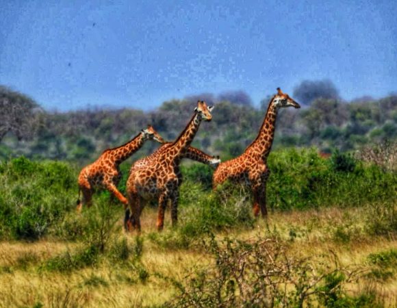 Ethiopia and Kenya Safari Tour – 25 Days East Africa Adventure